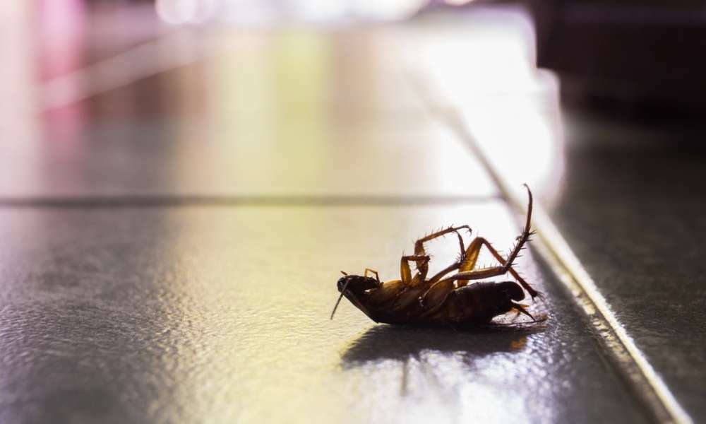 How to Remove Roaches from Appliances
