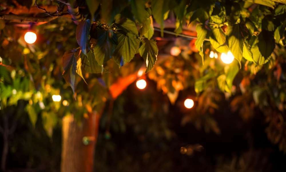 Hang Festoon Lights On Branches