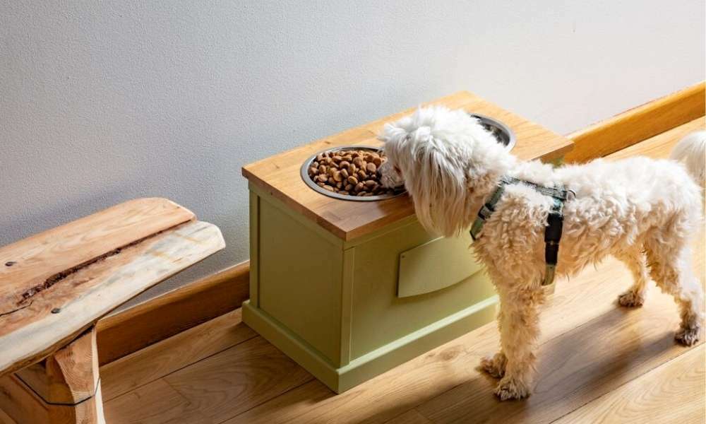 Best Elevated Dog Bowls – Ultimate Reviews And Buying Guide
