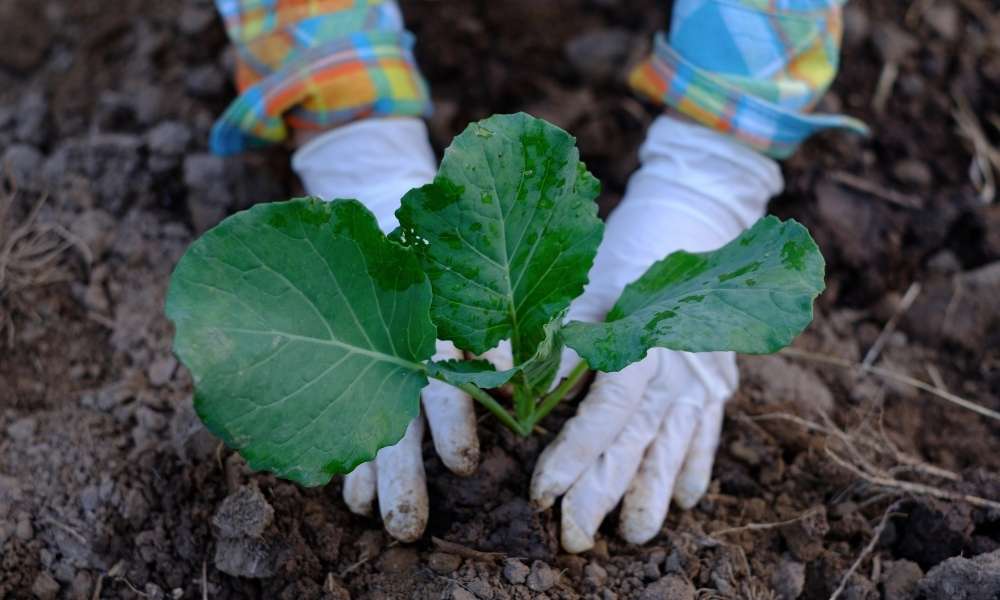 Gloves To Use Preen In Vegetable Garden