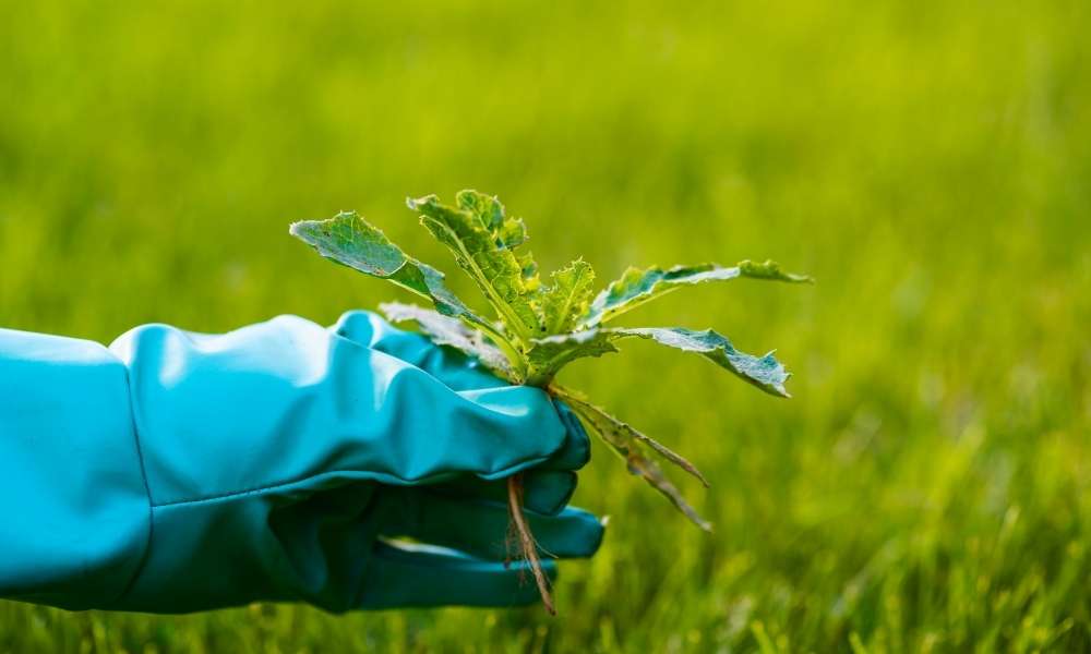 Handpick Weeds To Kill Grass In A Vegetable Garden