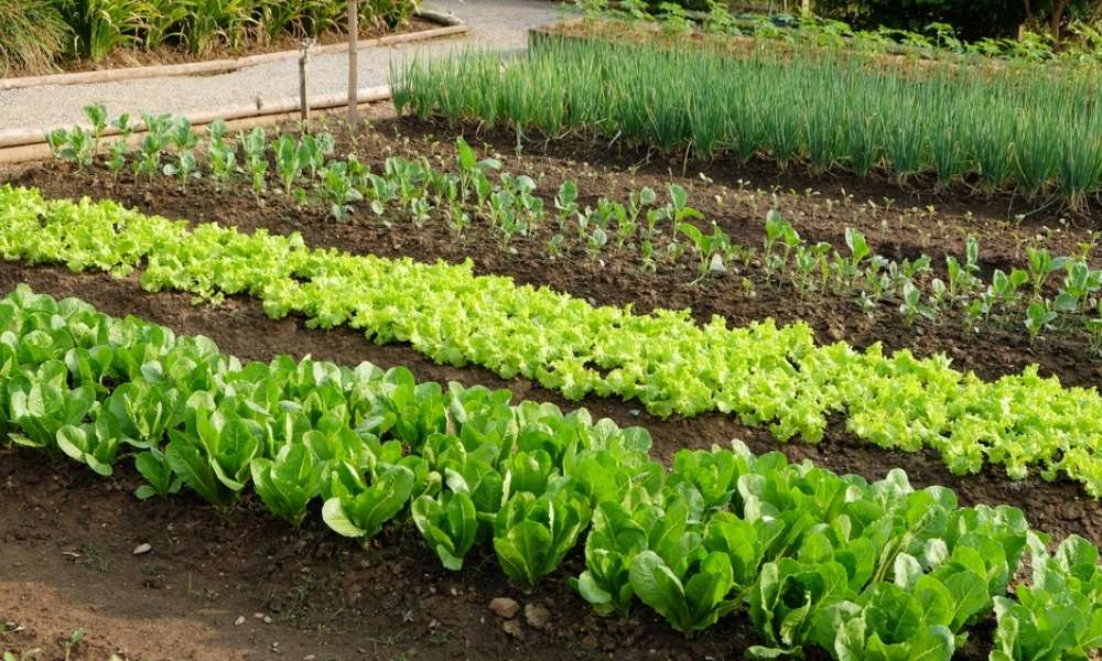 How To Use Preen In Vegetable Garden