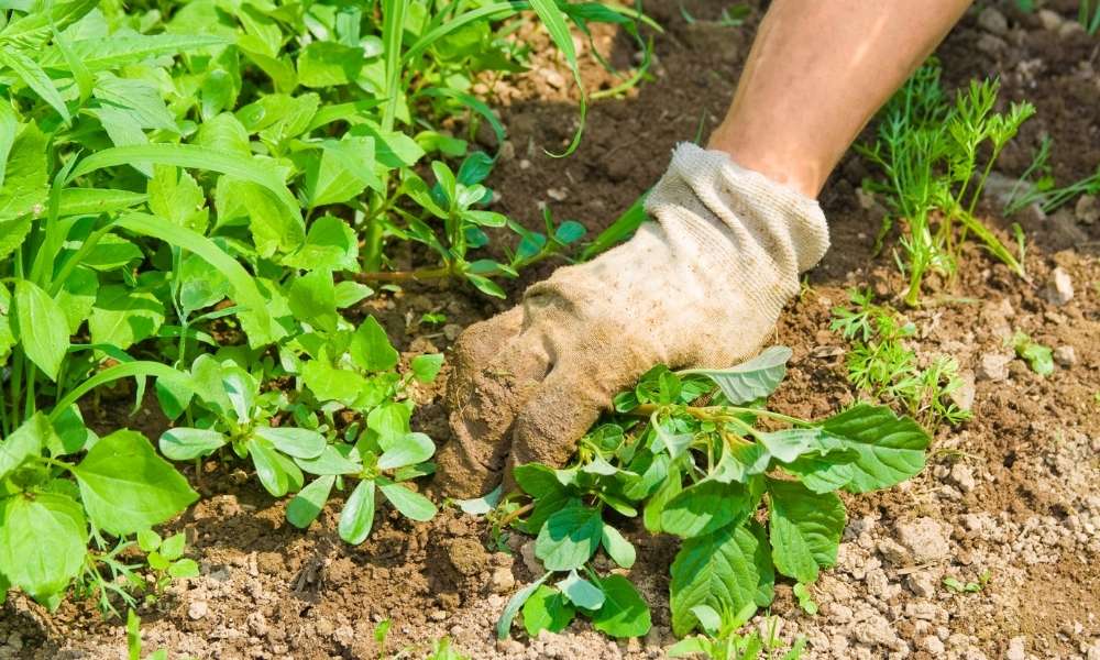Physical Removal To Kill Grass In A Vegetable Garden