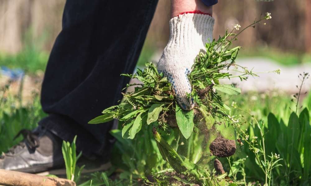 Uproot All The Weeds To Use Preen In Vegetable Garden