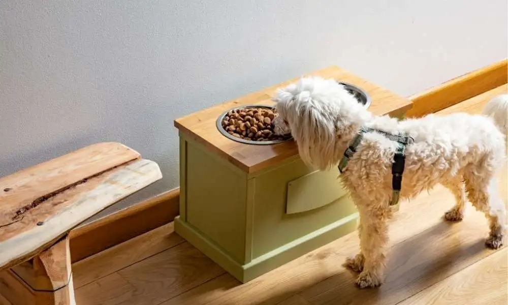 Best-Elevated-Dog-Bowls-–-Ultimate-Reviews-And-Buying-Guide