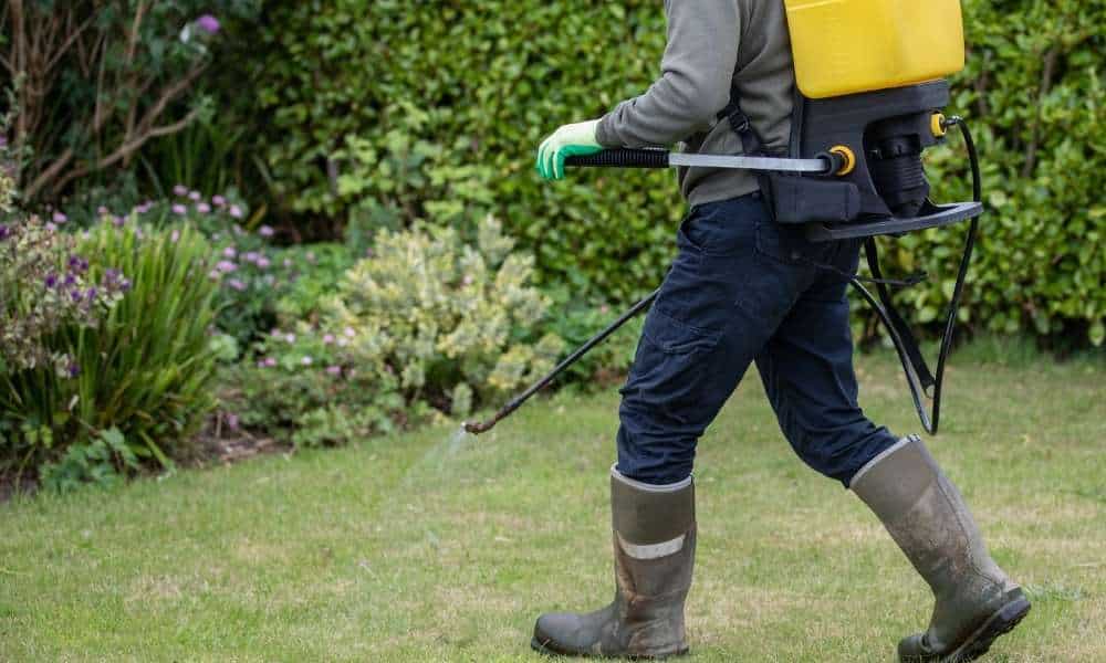 Spraying To Clear A Garden Full Of Weeds